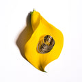 Anello Imperia